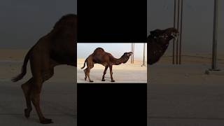 Biggest  Camel Masti Time #camelsound #shorts #youtubeshorts