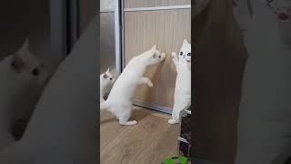 cat prank