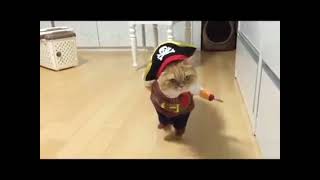 funny cat pirate