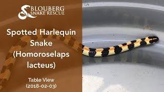 Spotted Harlequin Snake rescued near Table View (20180203)