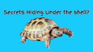 What’s Inside a Turtle’s Shell? A Peek Under the Hood!  #kidsongs