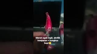 umpan akrilik versi merah merona nanti kita tes ya