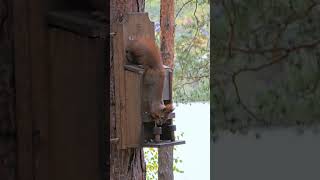 Белочка у кормушки в Пикник Парке, Белгород. Squirrel at the feeder in Picnic Park, Belgorod.