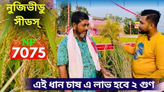 এই ধান চাষ এ লাভ হবে ২ গুণ. নুজিভীডু সীডস্ এর NP ৭০৭৫.