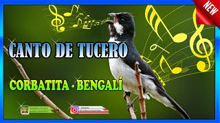 CANTO DE TUCERO - CORBATITA - BENGALÍ - Sporophila lineola