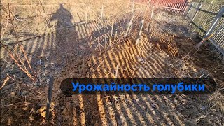 УРОЖАЙНОСТЬ ГОЛУБИКИ КАК ЕСТЬ НА САМОМ ДЕЛЕ