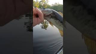 🎣🚫🦨#youtube #fishing #subscribe #outdoors #bass #funny #nature #dink #shorts