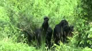 Chimpanzees Show Grooming Handclasp