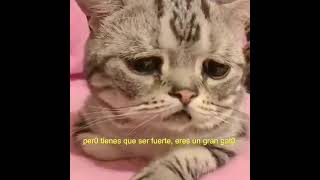 Gatito triste