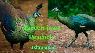 Gareen jawa Peacock setup  islamabad #Peacock #birds #gareenjawa