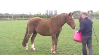 Rise in horse neglect expected this winter