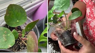 🍀🌿✅PLANT CHORES PART 2!!REPOTTING ROOT BOUND PLANT!!