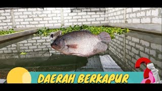 AIR KOLAM DAERAH BERKAPUR - CARA BUDIDAYA IKAN GURAME DI KOLAM BETON #ikan #budidaya #gurame