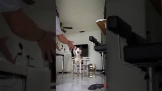 Husky dog hates being brushed