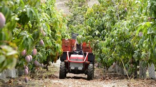 How to Mango Picking | Mango Harvesting Machine | Mango Farm Agriculture Technology