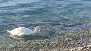 Fish and swan together on lake Garda Italy