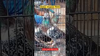 Broadway Pet Market| 07.07.2024 |Homer Pigeons |#pets #petlover #chennai #parrot #india #shorts