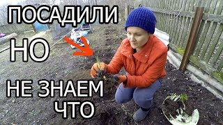 Посадили, а что? Выростет, узнаем!