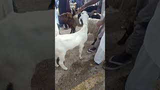 #goats white silky colour goats