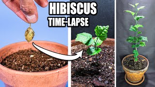 Growing Hardy Hibiscus Plant From Seed Time Lapse (148 Days)