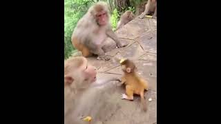 What's Up with That Monkey? #monkey #animals #wildanimals #shorts #cute