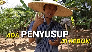 ADA PENYUSUP || Memantau Kebun