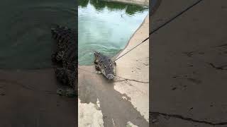 New energy catching crocodiles crocodile farm crocodiles confusing animal behavior dangerous act