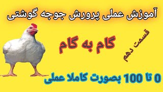 پرورش مرغ گوشتی در خانه صفر تا صد  قسمت دهم