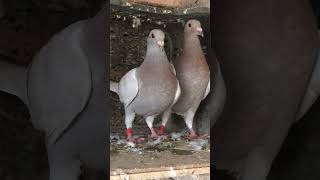 Melibar young Racing Pigeons