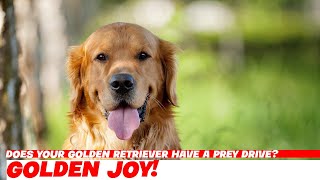 Does Your Golden Retriever Have a Prey Drive?