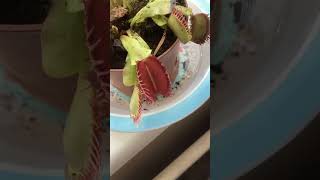 How Venus FlyTraps Work