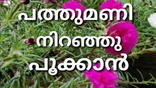 How to grow and care Portulaca plants | പത്തുമണി ചെടിയുടെ പരിപാലനം