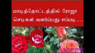 மாடி தோட்டத்தில் ரோஜா செடிகள் இப்படியும் வளர்க்கலாம்..........