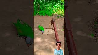 amazing quick unique diy parrot trapping technique using cardboard box and axe #ytshorts #sl