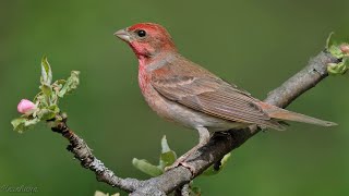 تغريد طائر الروزلان المكسيكي(هاوس فينش)