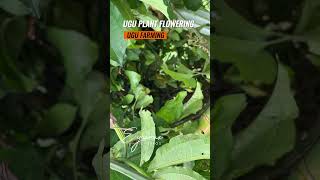 How to Grow Ugu Plant (Fluted Pumpkin) Flowers