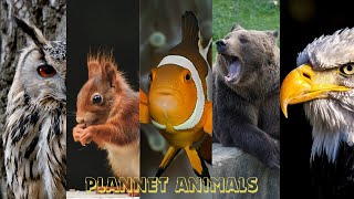 Wild animals of the rainforest | Animal Documentary