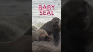 Top 5 cutest baby animals #animals #cute #ytshorts #youtubeshorts #baby #shorts #shortvideo #pet