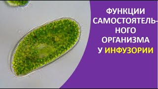 13. Функции самостоятельного организма у инфузории