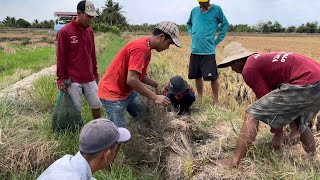 Nhí bữa nay quay phim có tiến bộ rồi Đào hang bắt chuột trên đồng khô # 260 Phần 1