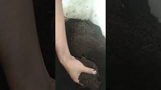 harvesting and preparing vermi compost #vermi culture