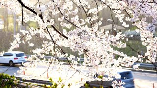 Seoulites' favorite spring flower hotspots 여의도 벚꽃 축제