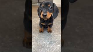 cute puppy, doberman pinscher #puppy #doberman #dog #youtubeshorts #@Ladyblue520