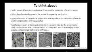 2017 Boot Camp_Lecture 10a_ ECM and Animal tissues (Wells)