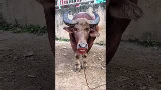 Buffalo must funny videos #funny #ytviral #animallovr #funnyanimal #comedy #ytshorts #yt#animals