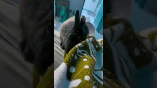 Bendy the cuddly bunny