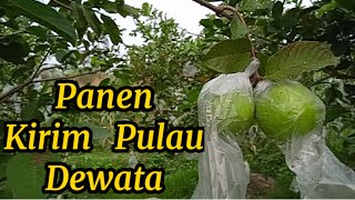 Panen Jambu Kristal || Bulan Agustus 2022