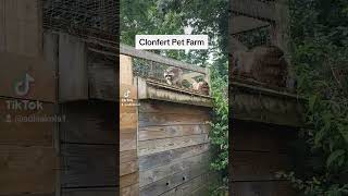 Clonfert Pet Farm | Part 2 #ireland #shorts #zoo #animals