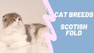 SCOTISH FOLD - CAT BREEDS