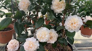 Камелия махровая *Брашфилдс Йеллоу*. Camellia *Brushfield's Yellow* 🤍🤍🤍